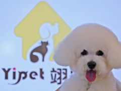 -翊宠yipet猫狗购宠庄园