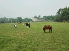 -重庆和泰马术俱乐部