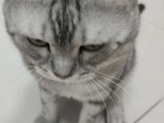 -派多格宠物·购宠(靛厂路店)