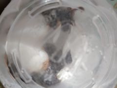 -麦当劳(杨高南路店)