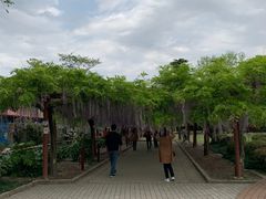 -嘉定紫藤园