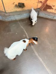 -Zoolung Zoolung动物主题公园(海信广场店)