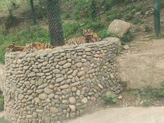 -栾川竹海野生动物园