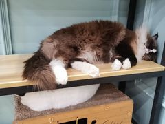-安格丽娜·狗咖·猫咖羊驼咖(春熙路百盛商场店)
