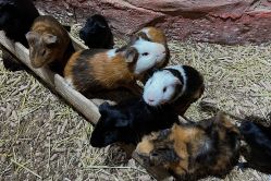 -Zoolung Zoolung动物主题公园(海信广场店)