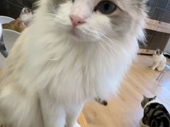 -有喵·猫咖·狗咖·30几只猫10只小狗(岗厦店)