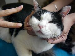 -Anne猫窝咖啡屋