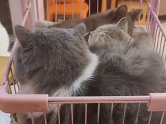 -我爱猫咪·猫咖·狗咖·安哥拉兔·羊驼咖(小寨华旗店)