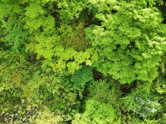 -王顺山国家森林公园