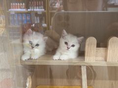 -猫力发电所·宠物专门店