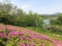-佛手湖郊野公园