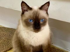 -Heymao猫咖.咖啡厅(东门店)