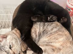 -关爱宠物医院·猫科中心·消化科(滨湖万达分院)