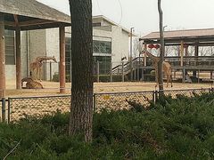 -石家庄市动物园