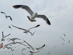 -海驴岛(荣成市)