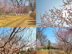 -永定河休闲森林公园