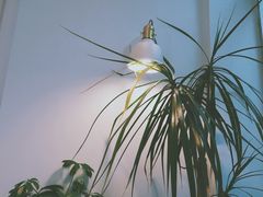 -CHEZ JASMINE 茉莉的氧气厨房