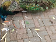 -长白岛森林公园