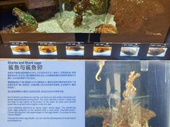 -上海海洋水族馆