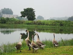 -松山湖南湖湾露营营地