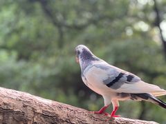 -西园寺