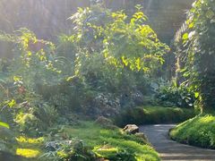 -深圳仙湖植物园
