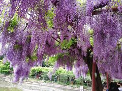 -嘉定紫藤园