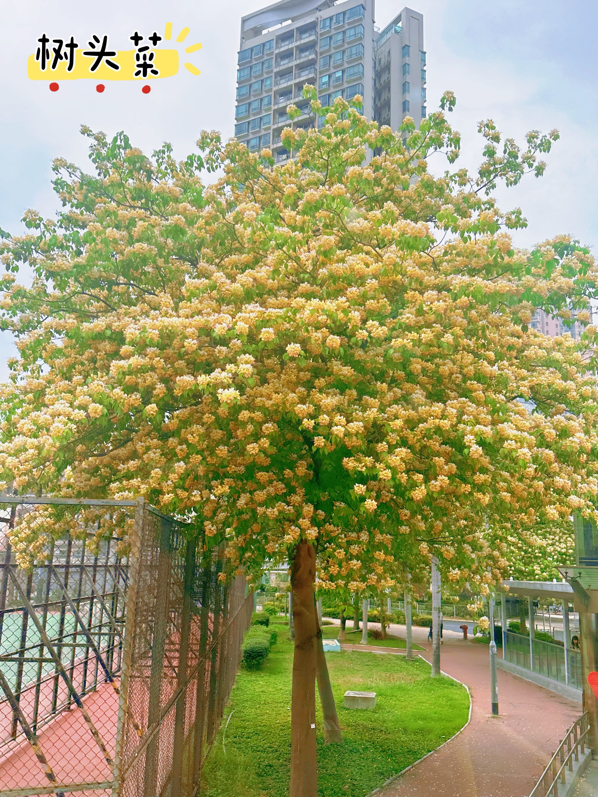 查花树图片