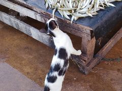 -尼甘布海鲜市场