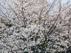 -高东镇樱花园
