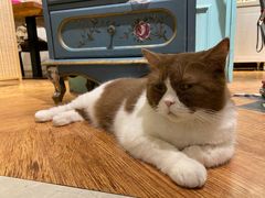 -猫小院猫主题餐厅(三里屯店)