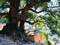 -杨家堂村