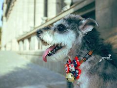 -超宠爱宠物摄影-Super pet