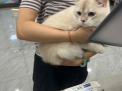 -瑞鹏宠物医院·骨科·猫科·内科(第一中心)