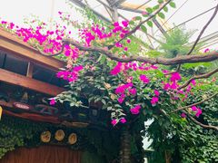-呀路古热带植物园