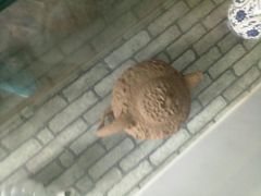 -王家大院