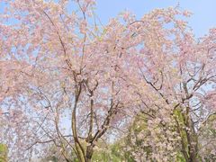 -顾村公园