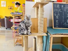 -猫咪咖啡店(新城大街店)