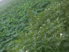 -青峰峡国家森林公园