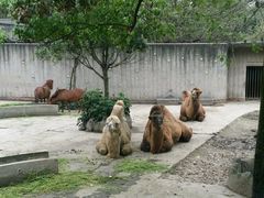 -成都动物园