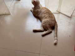 -胡椒猪肚汤(康王店)
