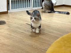 -1013 PET SHOP精品宠物商店(丁香店)