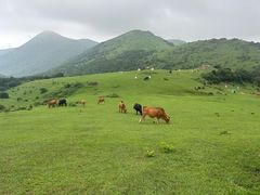 -大姆山草场
