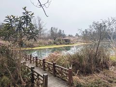 -桤木河湿地公园