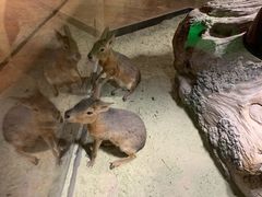 -zoonana室内动物园(东方福来德店)