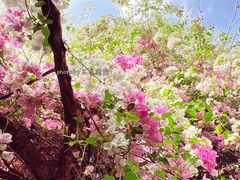 -深圳国际园林花卉博览园