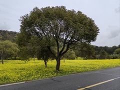 -普陀山风景区-佛顶山