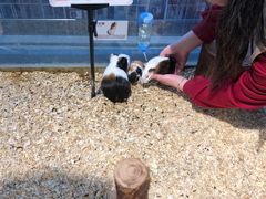 -怪兽屋·羊驼·猫咖·狗咖(俊华广场店)