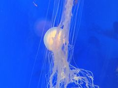 -上海海洋水族馆