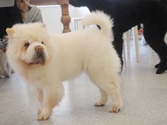 -Let's go狗咖·猫咖·奶狗·桌游(春熙路IFS店)